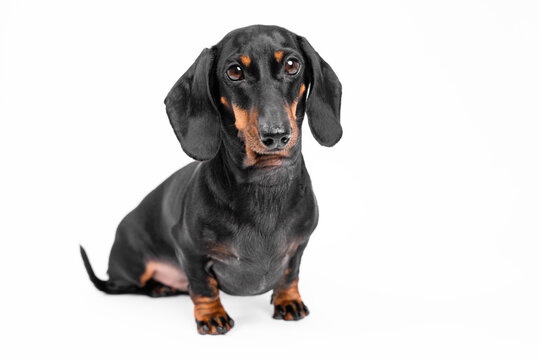 A black and tan dachshund dog sitting on a white background with a relaxed posture, ears flopped down and head slightly tilted in a calm and composed manner