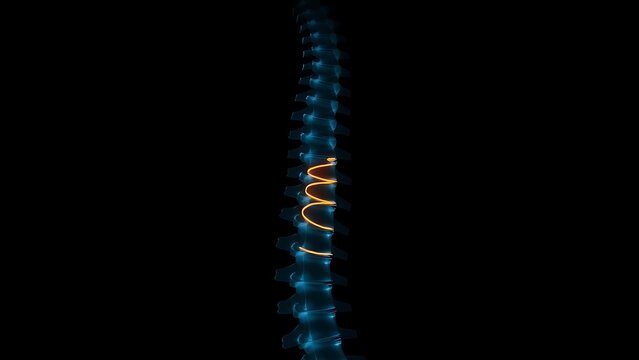 culpability. X-ray silhouette of a human spine with a subtle golden coil ascending within the vertebrae. STEM education sheets, lab safety posters, designed for biotech research communications.