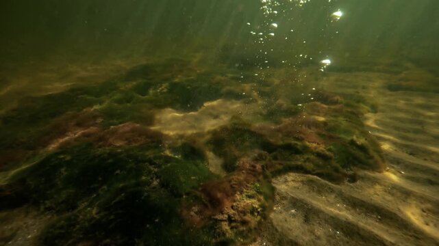Cyanobacteria producing oxygen in an iron-rich sea