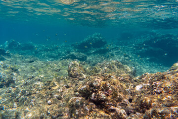 Obraz premium A school of small reef fish swimming over a rocky volcanic seabed in the clear waters of Príncipe Island, São Tomé and Príncipe.