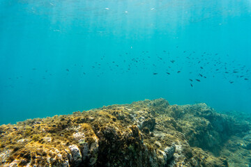 Obraz premium A school of small reef fish swimming over a rocky volcanic seabed in the clear waters of Príncipe Island, São Tomé and Príncipe.
