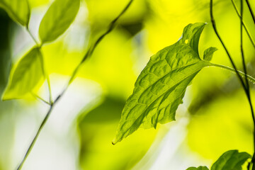 Sunlight dances on lush green leaves, creating a vibrant tapestry of nature in a serene forest setting