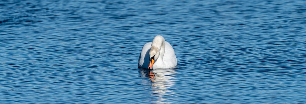 Two white mute swans (Cygnus olor) swimming on a calm lake in the Plothener Teiche area in Thuringia, Germany. The peaceful wetland landscape with natural reflections on the water.