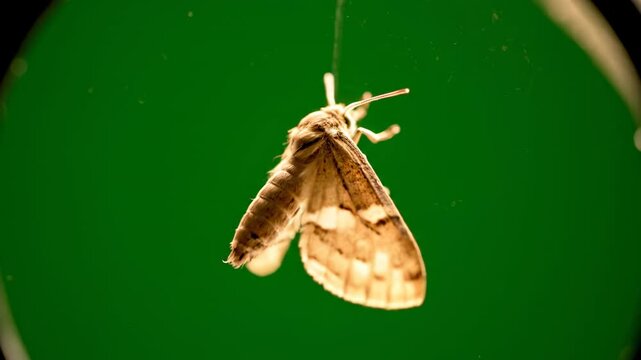 A delicate moth fluttering gently around a light source, isolated on solid green background cinematic, insect, summer