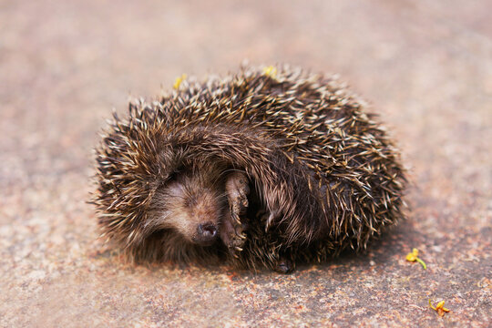 A small hedgehog pretending to be dead after being startled