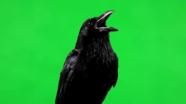 A thirsty crow opening its beak wide, isolated on a green screen design element, compositing, alpha channel