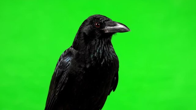 A majestic crow cawing loudly and looking alert, isolated on a green screen transparent, clean, intelligence