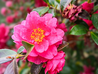 心華やぐ、満開のサザンカと冬の光