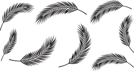 Obraz premium Black and white feathers floating in the air gently