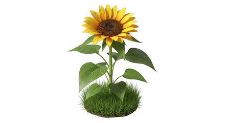 Fototapeta premium Vibrant Sunflower in Lush Green Grass Isolated on White Background