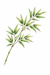 Fototapeta premium Fresh green bamboo branch with leaves isolated on light background natural botanical element