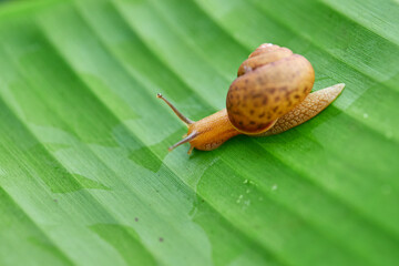Snail crawling on a vibrant green leaf in a garden