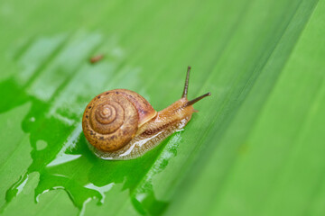 Snail crawling on a vibrant green leaf in a garden