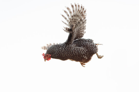 A chicken flying in the air.