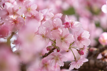 Fototapeta premium 満開の河津桜のクローズアップ