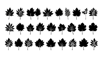 Fototapeta premium Silhouette Collection of Assorted Leaf Shapes in Black Vector