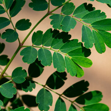 High-quality vibrant Daun Kelor (Moringa Oleifera) leaves. Close-up of green organic superfood foliage with detailed textures, perfect for herbal medicine and healthy culinary themes.