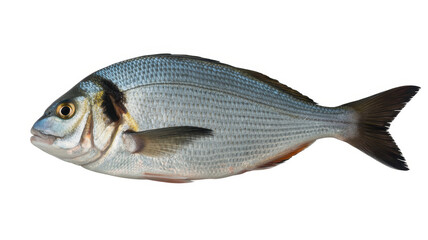 Obraz premium Gray fish with black fins and yellow eyes silver scales