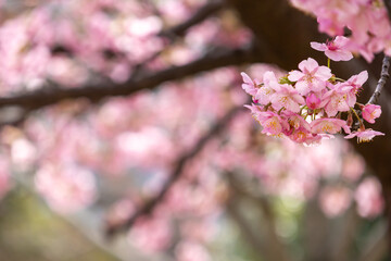 Fototapeta premium 満開の河津桜のクローズアップ