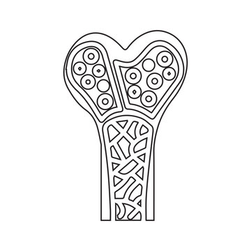 Bone cross-section illustration