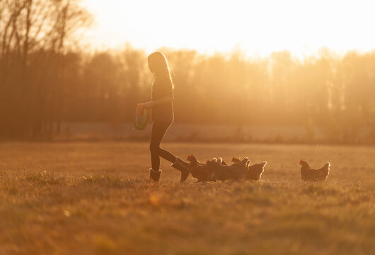 A young girl feeding her chickens a treat at sunset.