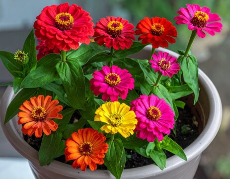 Vibrant Zinnia Flowers Blooming in a Decorative Ceramic Pot, Colorful Floral Display.