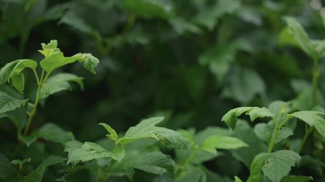 Fresh leafy shoots glistening. Delicate new foliage adorned with rain droplets and soft light. Vivid fresh plant shoots coated with moisture beneath gentle rain and blurred background