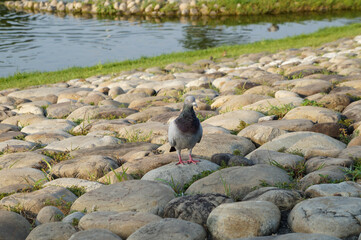 Fototapeta premium Peaceful scene of a pigeon on a stone bank with pond background.
