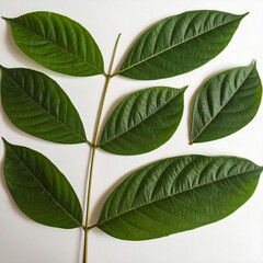 Naklejka premium A green plant stem with seven leaves on a white background