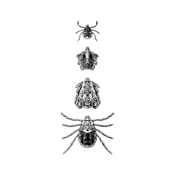 Hand-drawn vector illustration of Pacific Coast Tick in detailed vintage engraving style, showing multiple anatomical views with fine ink linework. Scientific entomology illustration.