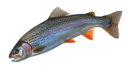 Fototapeta premium Rainbow trout fish with blue and pink scales blue scales
