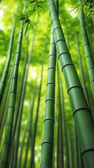 Fototapeta premium Tall green bamboo stalks reaching towards a bright sunny sky