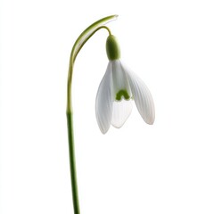 Obraz premium Delicate White Snowdrop With Water Droplets