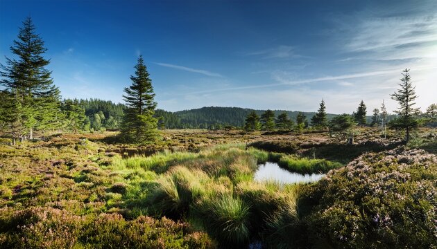 Moorvegetation Im Schwarzen Moor Rhon Bayern Deutschland