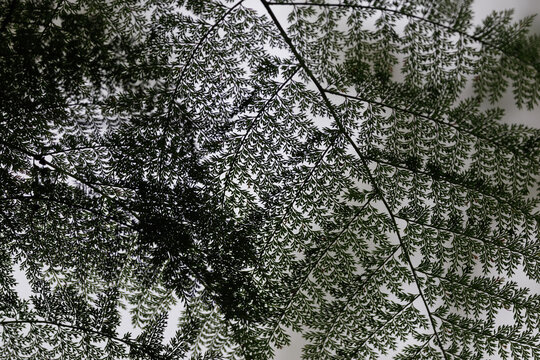 Delicate tree fern leaves creating intricate natural pattern