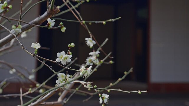 Close-up of delicate white plum blossoms (Ume) blooming in early spring. In the blurred background, the traditional wooden architecture of Kodakara-yu provides a nostalgic and peaceful atmosphere.