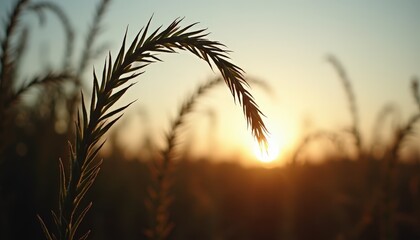 Golden Hour Sunlight Illuminates Delicate Grass Seed Head Against Blurred Warm Horizon Sky Field Landscape Nature