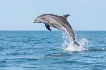 Fototapeta premium Dolphin leaping out of the ocean with splash against clear blue sky