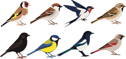 Collection of common wild birds and colorful garden songbird species set © Firoz