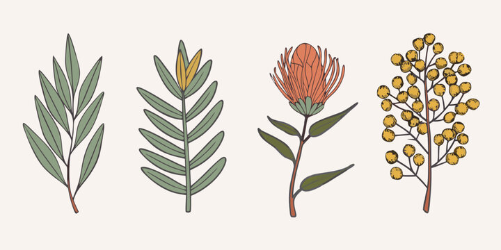 Botanical illustration featuring protea eucalyptus and mimosa flower stems