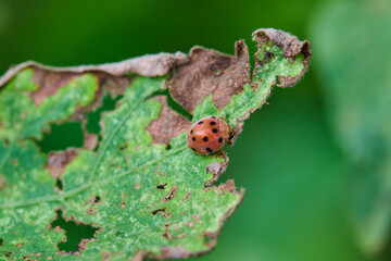 Ladybug on a Green Leaf