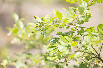 ブルーベリーの実