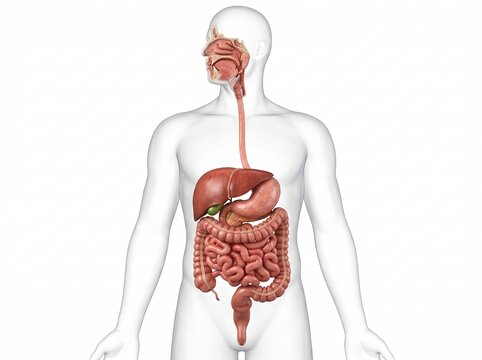 Human Digestive System Anatomy Illustration With Gastrointestinal Tract Organs