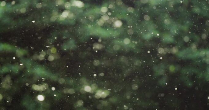 Nature background of forrest with magical flying flower blooming pollen dust particles in the air, slow motion