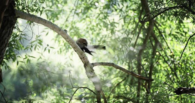 Jay Perched on an oak tree branch in forrest