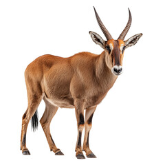 Obraz premium Antelope Transparent png background