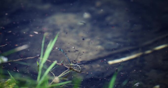 Two dragonflies damselflies are mating and laying legs on lake water, slwo motion cinematic shot