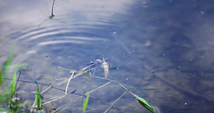 Matting dragonfly lays eggs to the water, Coenagrion hastulatum or the northern damselfly or spearhead bluet, damselfly in the family Coenagrionidae