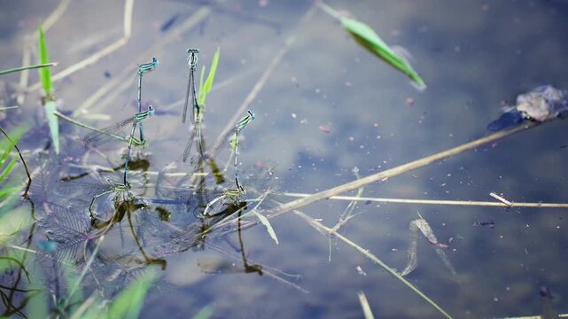 Dragonfly insect couple mating in lake, slow motion selective focus isolated cinematic shot
