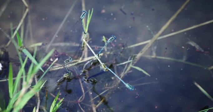 Two dragonflies damselflies are mating and laying legs on lake water, slwo motion cinematic shot